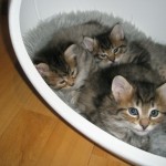Kittens 1 19-12-08