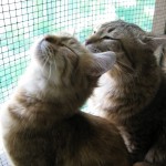 Juno and Maik