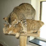 Juno and Maik