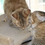 Juno and Maik