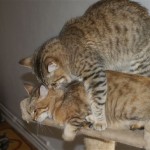 Juno and Maik