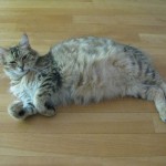 Juno 19-07-09