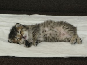 IMG_1430 Kitten 6 09-08-09