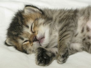 IMG_1431 Kitten 6 09-08-09