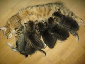 Juno en kittens 1 25-08-09 Juno and kittens 25-08-09