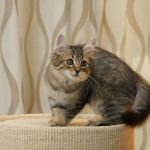Mojo 16-10-09
