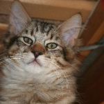 Monty oktober 2009