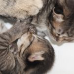 Ronja en kittens 18-02-2010