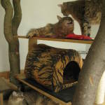 Ronja, Monty, Pippa 04-07-10
