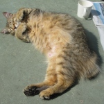 Pippa 27-07-10