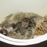 Ronja and kittens 23-10-10