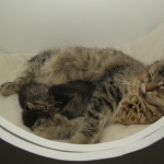 Ronja and kittens 23-10-10