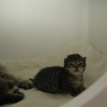 Ronja and kittens 23-10-10