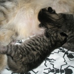 Kittens 15-10-10