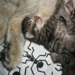 Kittens 15-10-10