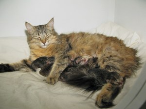 Emmy and kittens 16-05-2011