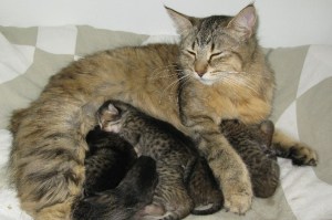 Emmy and kittens 21-05-11 Emmy and kittens 21-05-11