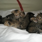 Emmy and kittens